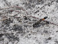 Ammophila sabulosa 44, Grote rupsendoder, Saxifraga-Willem van Kruijsbergen