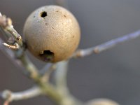 Andricus kollari 4, Knikkergalwesp, Saxifraga-Tom Heijnen