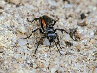 Anoplius infuscatus