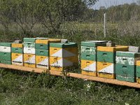 Apis mellifera 22, Honingbij, Saxifraga-Willem van Kruijsbergen