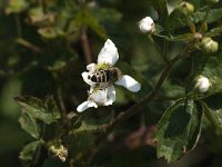 Apis mellifera 26, Honingbij, Saxifraga-Jan van der Straaten