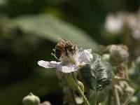 Apis mellifera 28, Honingbij, Saxifraga-Jan van der Straaten