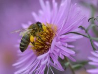 Apis mellifera 32, Honingbij, Saxifraga-Tom Heijnen