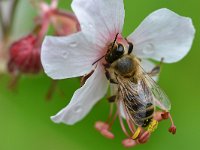 Apis mellifera 35, Honingbij, Saxifraga-Tom Heijnen