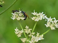 Arge ustulata 2, Saxifraga-Tom Heijnen