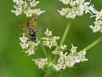 Arge ustulata 3, Saxifraga-Tom Heijnen