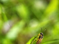 Athalia cordata