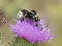 Bombus bohemicus 2, Tweekleurige koekoekshommel, Saxifraga-Willem van Kruijsbergen