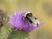 Bombus bohemicus 3, Tweekleurige koekoekshommel, Saxifraga-Willem van Kruijsbergen