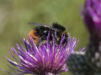 Bombus lapidarius 14, Steenhommel, Saxifraga-Willem van Kruijsbergen