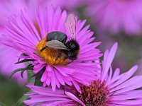 Bombus lapidarius 19, Steenhommel, Saxifraga-Tom Heijnen