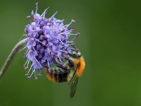 Bombus pascuorum 23, Akkerhommel, Saxifraga-Hans Dekker