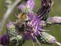 Bombus pascuorum 25, Akkerhommel, Saxifraga-Willem van Kruijsbergen