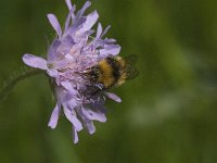 Bombus pratorum 11, Weidehommel, Saxifraga-Jan van der Straaten