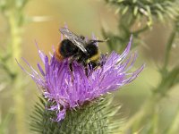 Bombus pratorum 16, Weidehommel, Saxifraga-Willem van Kruijsbergen