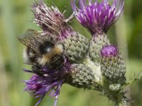 Bombus sylvestris 3, Vierkleurige koekoekshommel, Saxifraga-Willem van Kruijsbergen