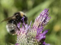 Bombus sylvestris 4, Vierkleurige koekoekshommel, Saxifraga-Willem van Kruijsbergen