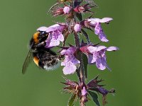 Bombus terrestris 18, Aardhommel, Saxifraga-Hans Dekker