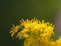 Cerceris arenaria