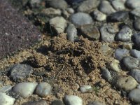 Cerceris rybyensis 10, Groefbijendoder, nest, Saxifraga-Frits Bink