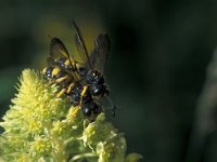 Cerceris rybyensis 5, Groefbijendoder, Saxifraga-Frits Bink