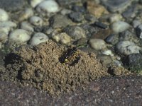 Cerceris rybyensis 6, Groefbijendoder, Saxifraga-Frits Bink