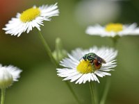 Chrysis ignita 10, Gewone goudwesp, Saxifraga-Tom Heijnen