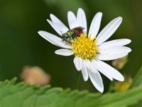 Chrysis ignita 8, Gewone goudwesp, Saxifraga-Tom Heijnen