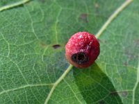 Cynips quercusfolii 8, Gewone eikengalwesp, Saxifraga-Tom Heijnen