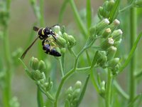 Eumenes pomiformis 2, Urntjeswesp, Saxifraga-Tom Heijnen