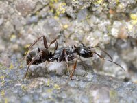 Formica fusca