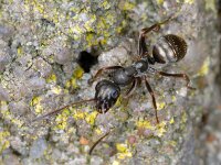 Formica fusca #00717 : Formica fusca, Grauwzwarte mier
