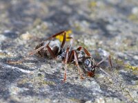 Formica fusca #00868 : Formica fusca, Grauwzwarte mier