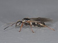 Formica fusca #08173 : Formica fusca, Grauwzwarte mier, Queen