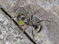 Formica fusca #06464 : Formica fusca, Grauwzwarte mier