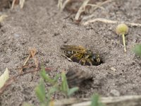 Halictus quadricinctus