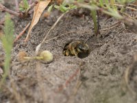 Halictus quadricinctus 10, Vierbandgroefbij, Saxifraga-Willem van Kruijsbergen