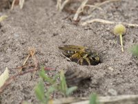 Halictus quadricinctus 2, Vierbandgroefbij, Saxifraga-Willem van Kruijsbergen