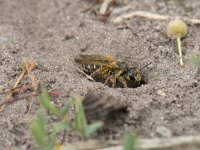 Halictus quadricinctus 3, Vierbandgroefbij, Saxifraga-Willem van Kruijsbergen