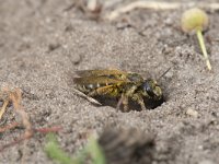 Halictus quadricinctus 4, Vierbandgroefbij, Saxifraga-Willem van Kruijsbergen