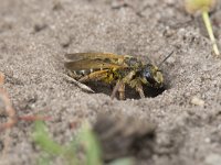 Halictus quadricinctus 5, Vierbandgroefbij, Saxifraga-Willem van Kruijsbergen