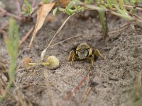 Halictus quadricinctus 6, Vierbandgroefbij, Saxifraga-Willem van Kruijsbergen