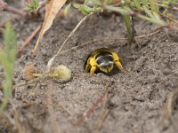 Halictus quadricinctus 7, Vierbandgroefbij, Saxifraga-Willem van Kruijsbergen