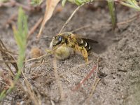 Halictus quadricinctus 8, Vierbandgroefbij, Saxifraga-Willem van Kruijsbergen