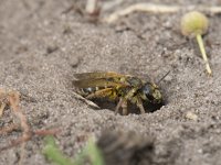 Halictus quadricinctus 9, Vierbandgroefbij, Saxifraga-Willem van Kruijsbergen