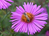 Halictus scabiosae 9, Breedbandgroefbij, Saxifraga-Tom Heijnen