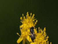 Hylaeus sp 1, Saxifraga-Jan van der Straaten