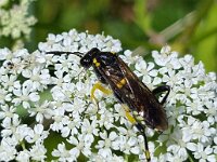 Macrophya montana