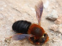 Megachile sicula 3, Saxifraga-Rutger Barendse