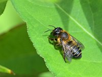 Megachile willughbiella 21, Grote bladsnijder, Saxifraga-Tom Heijnen